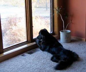 dog looking out window