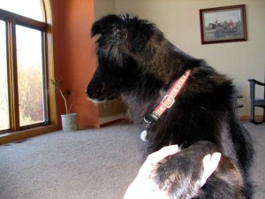 dog looking out window