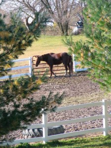 horse in paddock