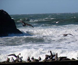 ocean birds