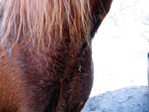 horse sweat