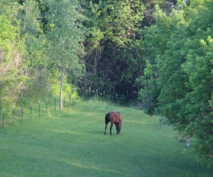 horse in pasture