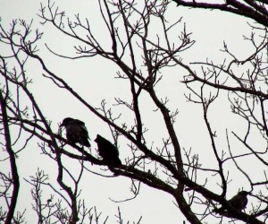 crows in tree