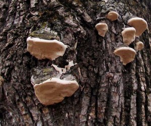 tree bark fungus