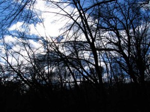 tree branches spider webbed