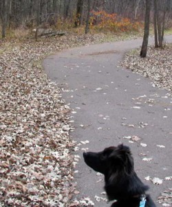 dog staring into space