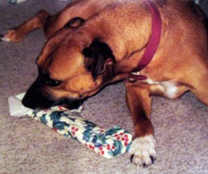 dog opening Christmas present