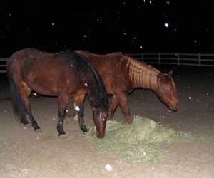 horses eating hay