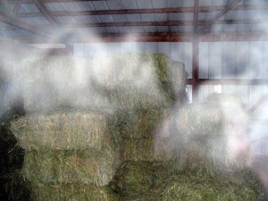 haunted hay