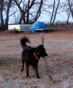 dog with stick