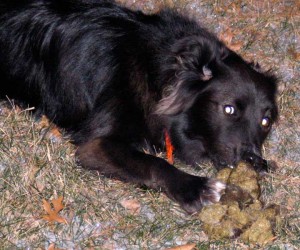 dog with manure