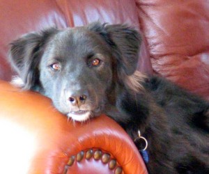 dog on couch