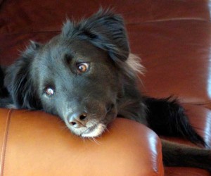 dog on couch