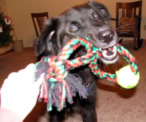 dog with tug toy