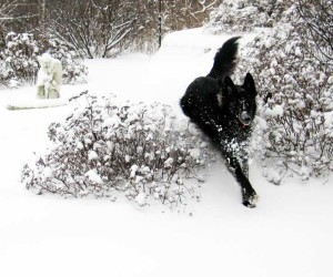 dog in snow