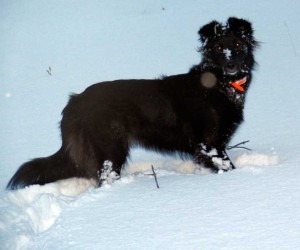 dog in snow