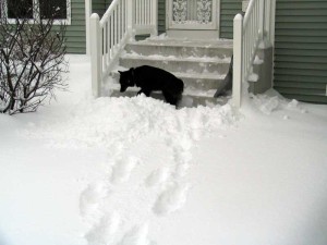 dog in snow