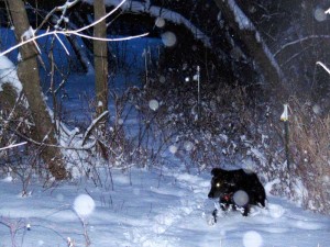 dog in woods