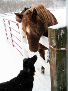 dog with horses