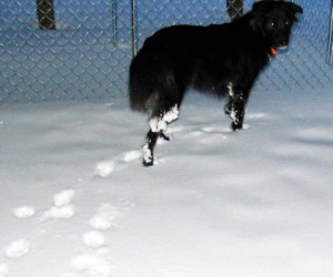 dog in snow