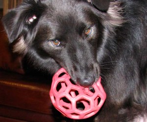 dog with ball