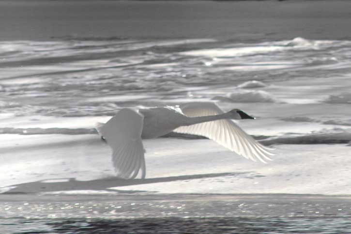 swan taking flight