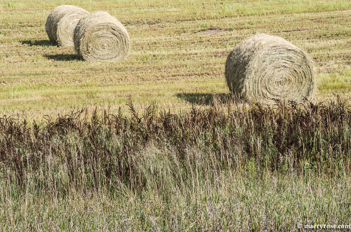 hay round bales