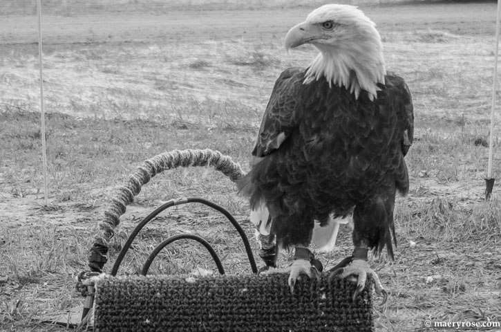 Eagle  from U of M Raptor Center