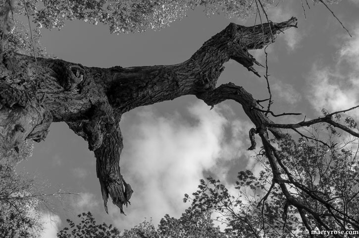 Tree in Sherburne Wildlife Refuge