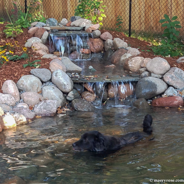 dog swimming