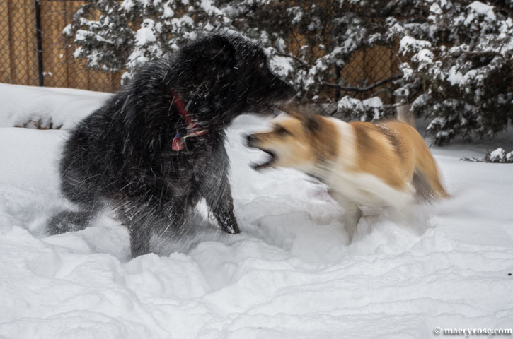 dogs playing in snow