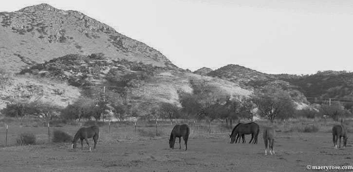 horses in Arizona