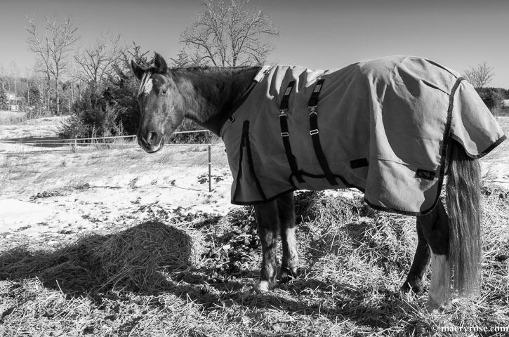 horse standing in manure pile