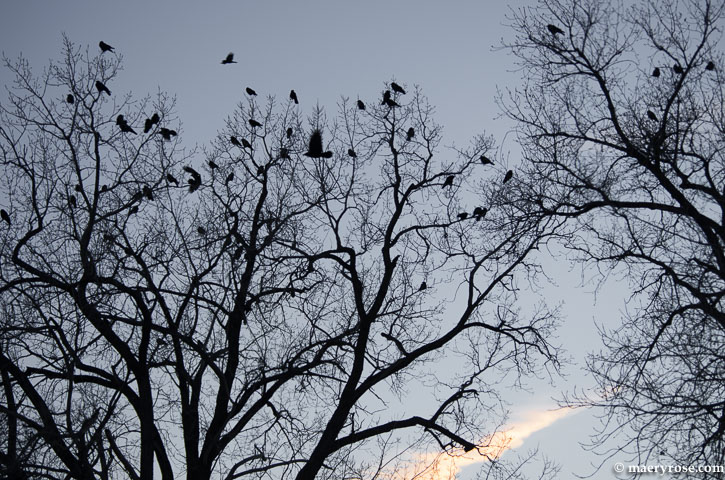 crows take flight