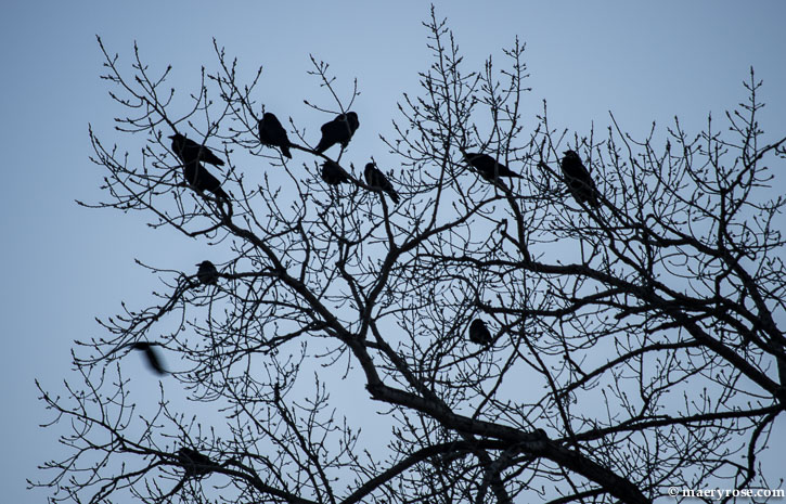 outline of crows in a tree