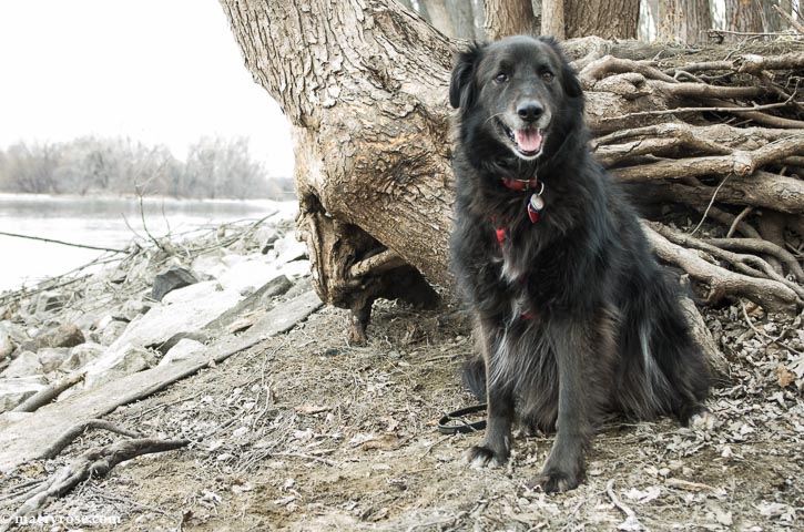 dog by Mississippi River