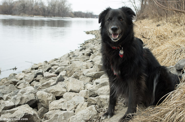 dog by Mississippi River