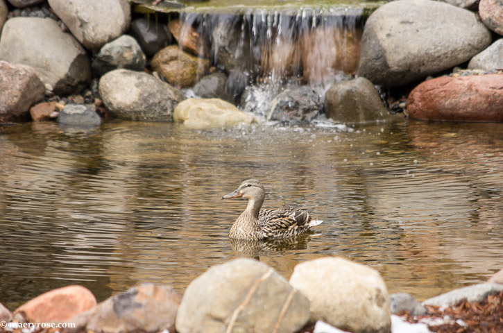 duck on backyard pond