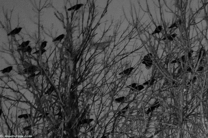 crows gathered in a tree