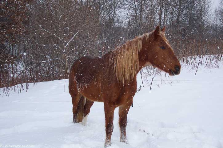 How I long for a winter of snow like this again! horse in snowstorm