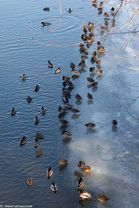 ducks on Rum River