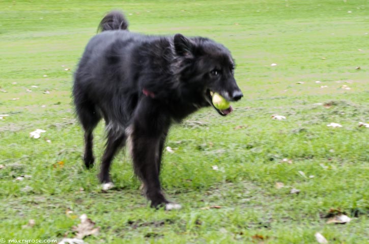 Dog fetching ball