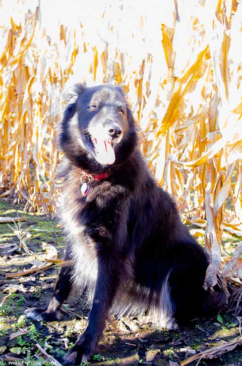 dog in cornfield