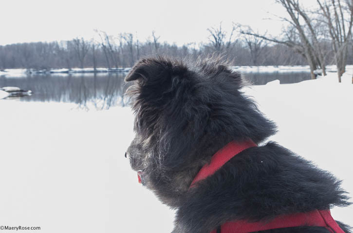 dog at Mississippi River