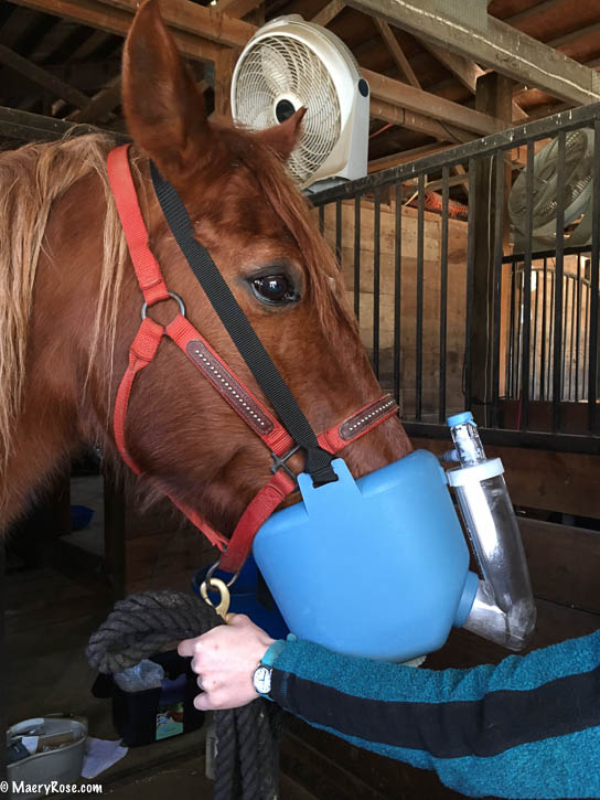 horse being nebulized