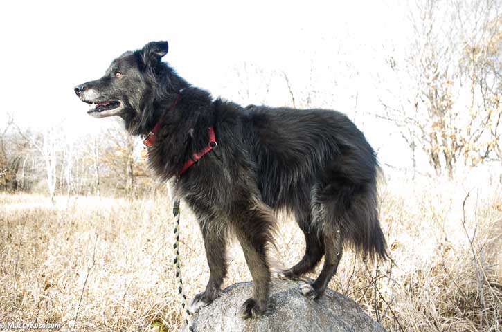 dog standing on a rock