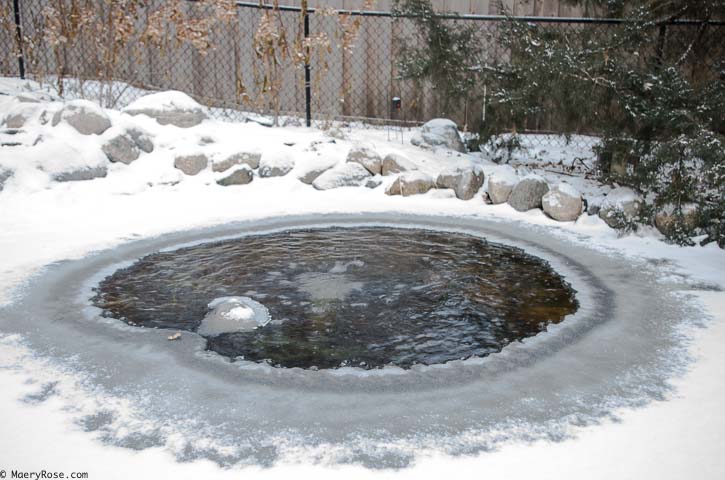 pond in the winter