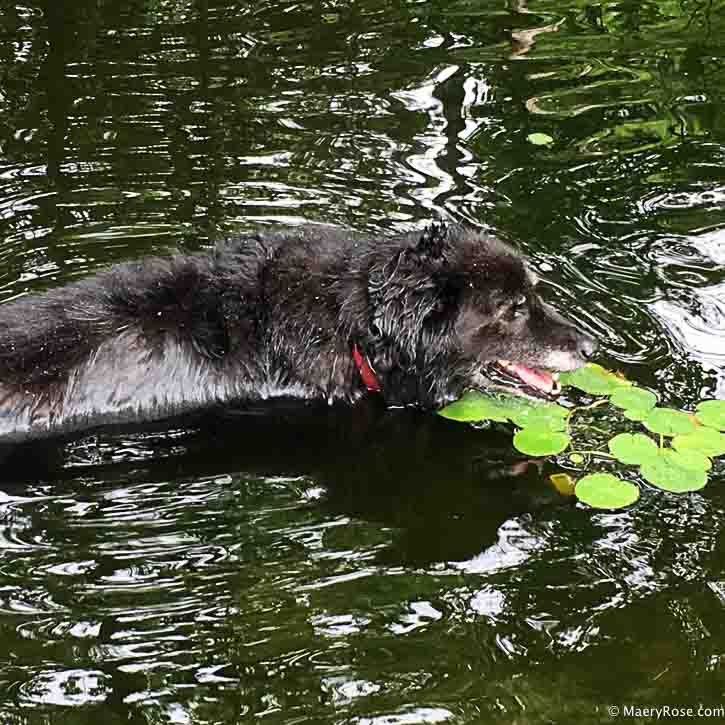 dog swimming in pond