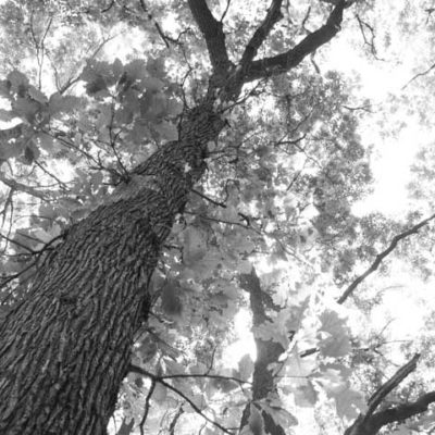 oak tree