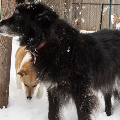 dogs in the snow